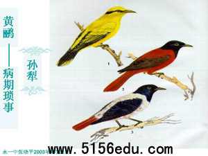《黄鹂》ppt课件3